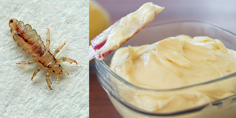 Diệt chấy rận bằng Mayonnaise