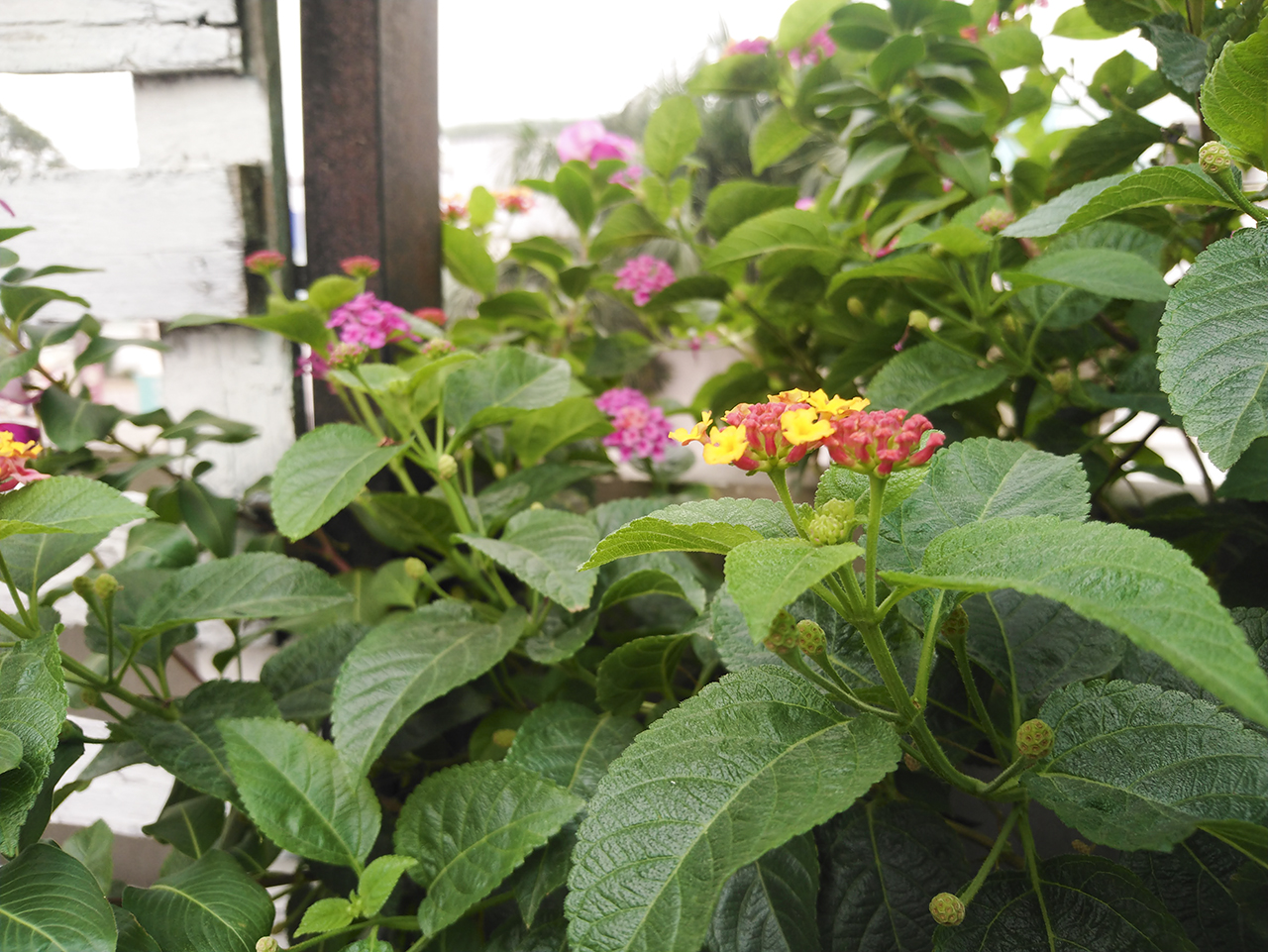 Đánh giá Xperia XA2 Ultra Đánh giá Xperia XA2 Ultra