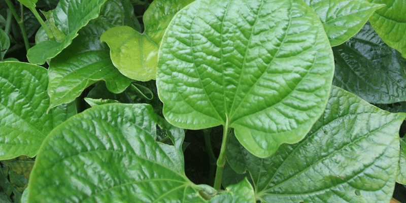 The leaves have a spicy, aromatic, and warm taste