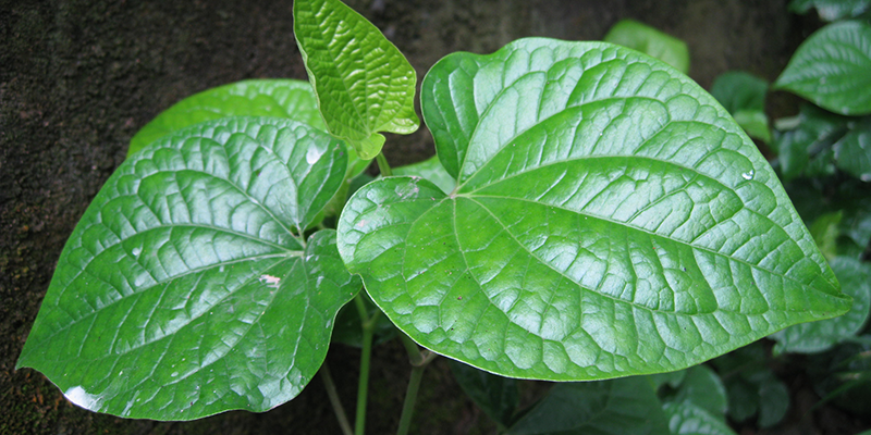 Crush a bay leaf and squeeze out a small amount of water into the nose to prevent a runny nose