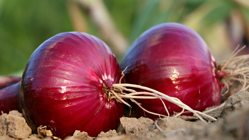 Note when eating onions and how to store onions