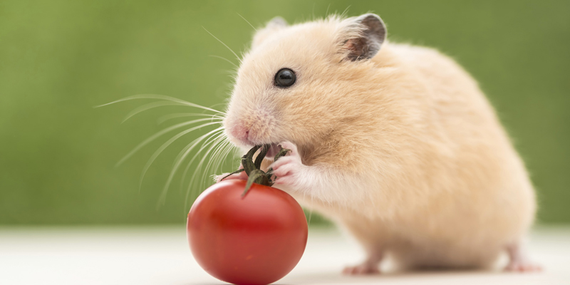 Cách đây không lâu, bạn đã thấy một con chuột gặm bánh mì trong nhà bạn? Cùng xem ngay hình ảnh của những chú chuột đáng yêu này và cảm nhận sự mềm mại và không lối thoát của chúng khi bị kẹt trong chiếc lồng.