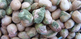Cẩn trọng với những hạt ngũ cốc ngày Tết - thủ phạm gây ung thư gan