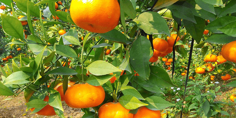 Cam Canh được trồng ở vùng Hoài Đức (Hà Nội) là vùng trồng cam ngon nhất