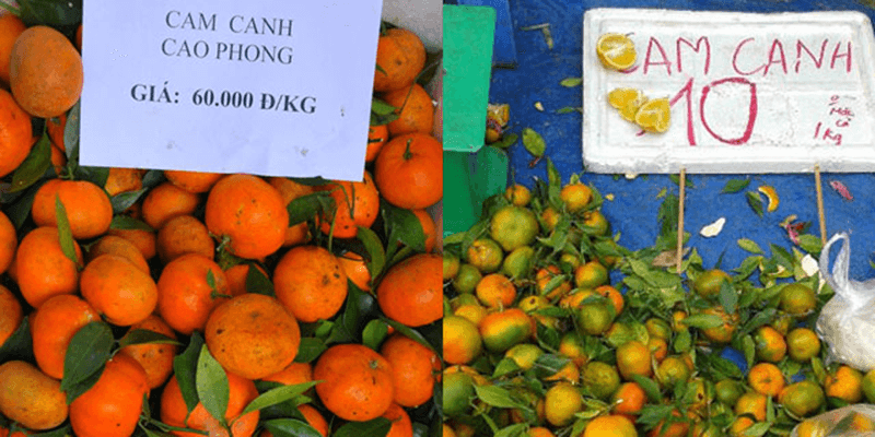 Cam Canh Việt Nam có giá thành cao hơn cam canh Trung Quốc