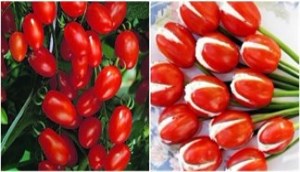 Tạo hình hoa tulip siêu xinh từ cà chua bi