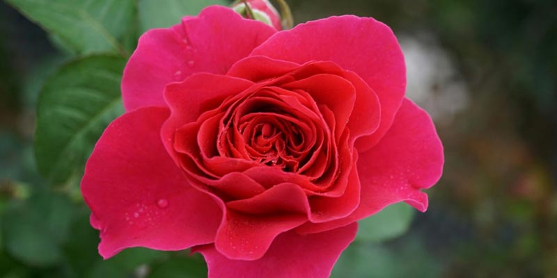 Hãy mở túi bã trà đã qua sử dụng rồi rắc chúng lên từng nụ hoa hồng trong nhà bạn. Cách này sẽ giúp hoa nở nhanh và đẹp hơn so với bình thường.
