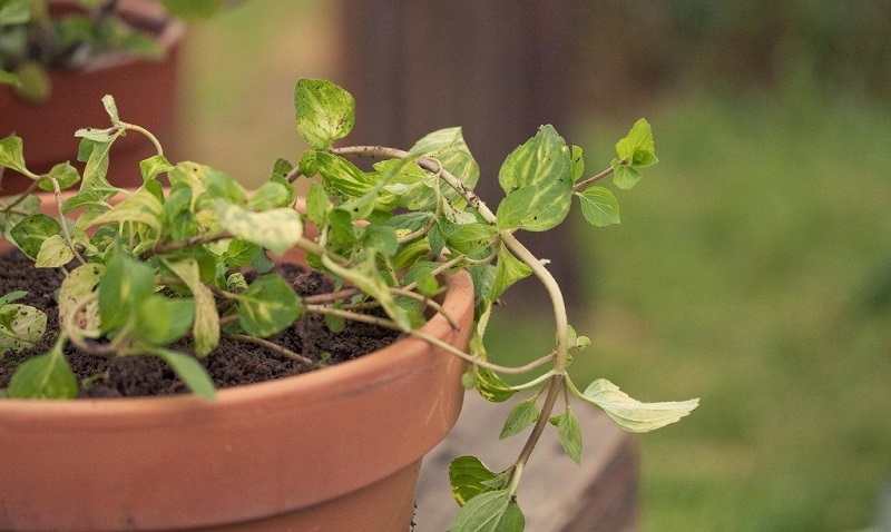 Ginger mint (Mentha Gentiles)