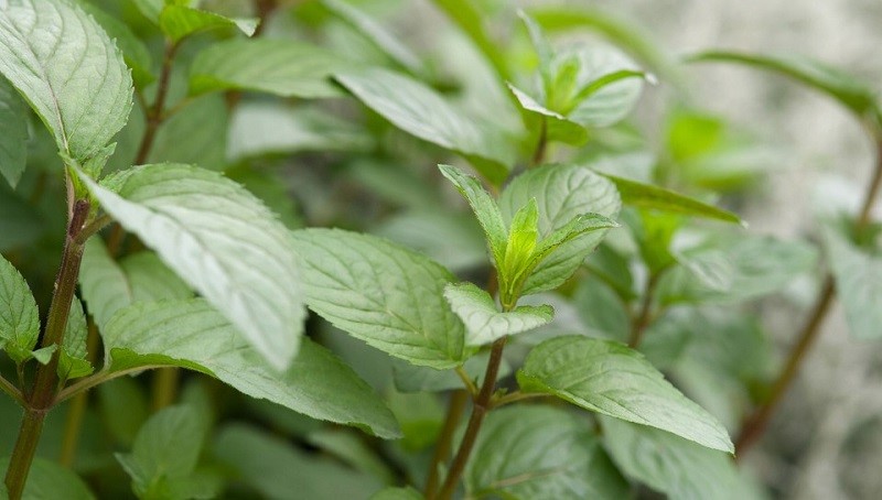 Chocolate mint (Mentha x piperita)