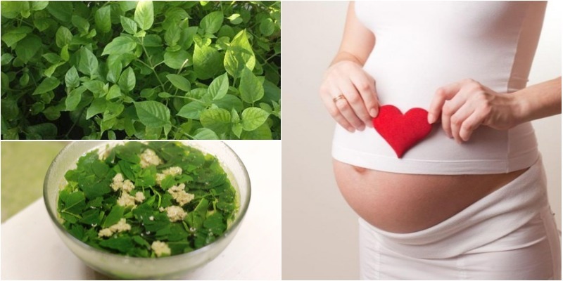 Mẹ bầu không nên dùng rau ngót Nhật trong 3 tháng đầu của thai kỳ
