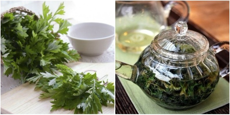 Trà ngải cứu làm giảm kích thước tử cung Trà ngải cứu làm giảm kích thước tử cung