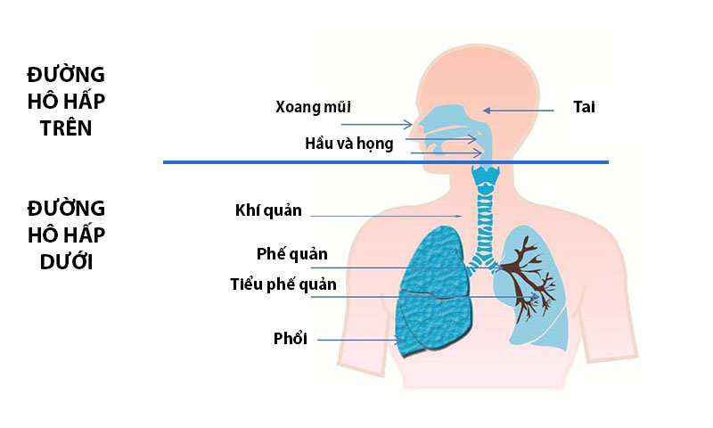 Viêm đường hô hấp dưới