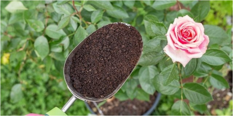 Bã cà phê làm thuốc diệt côn trùng – thuốc trừ sâu Bã cà phê làm thuốc diệt côn trùng – thuốc trừ sâu