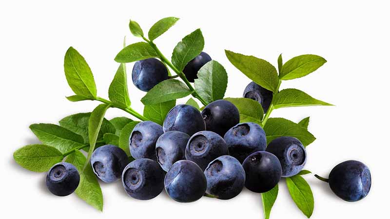 Tinh chất thiên nhiên trong Blueberry có khả năng chống gốc tự do, nuôi dưỡng mạch máu não.