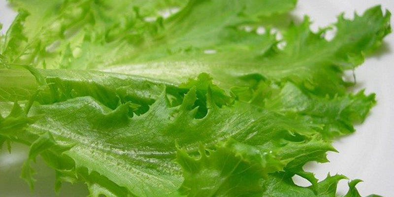 Rau diếp giảm huyết áp