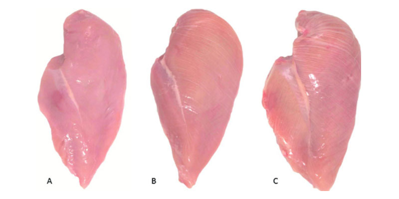 Mặc dù thịt gà có nhiều dưỡng chất nhưng bạn cần phân biệt các điểm khác nhau giữa 3 miếng thịt gà 