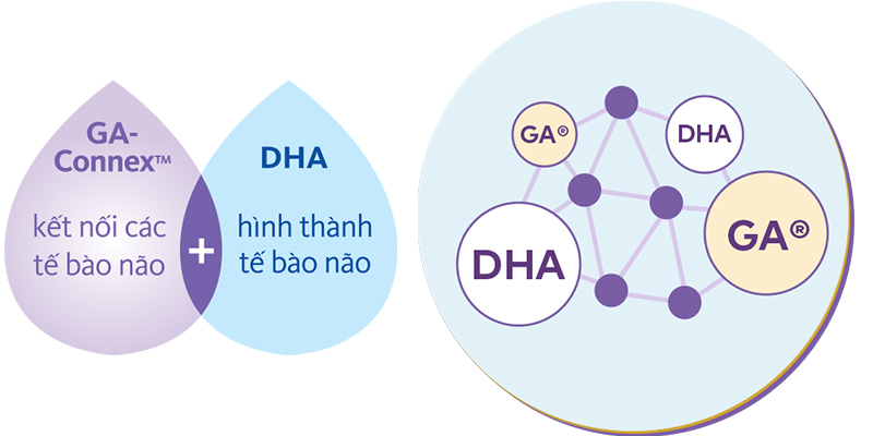  DHA và GA tương tác hỗ trợ lẫn nhau bởi DHA giúp hình thành tế bào não, còn GA giúp liên kết các tế bào.