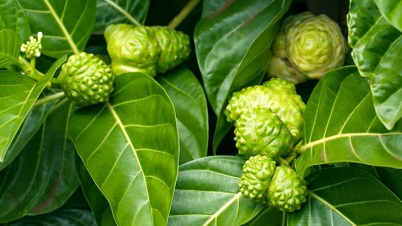 Price of Noni fruit is approximately 65,000 - 80,000 VND/kg