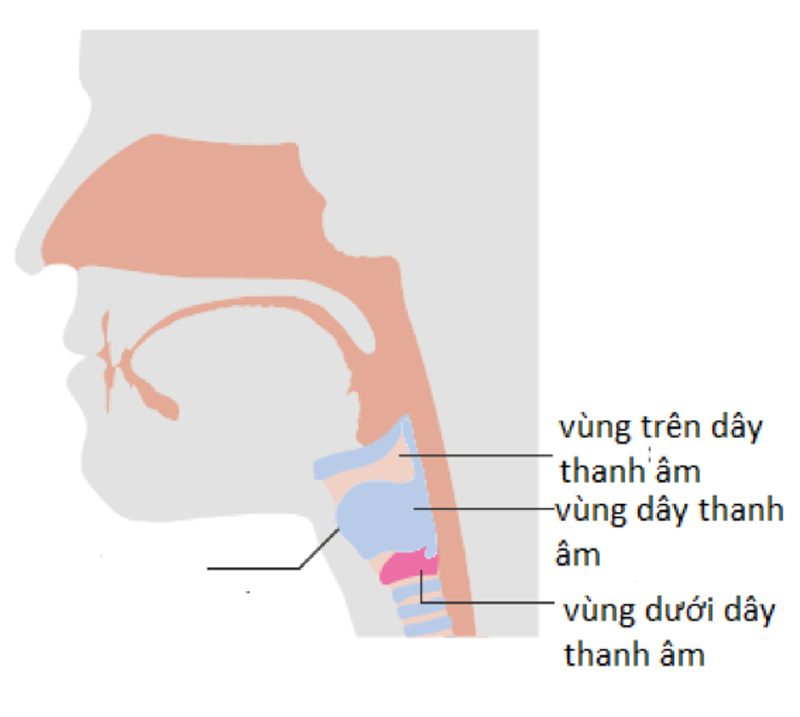 Ung thư thanh quản là gì?