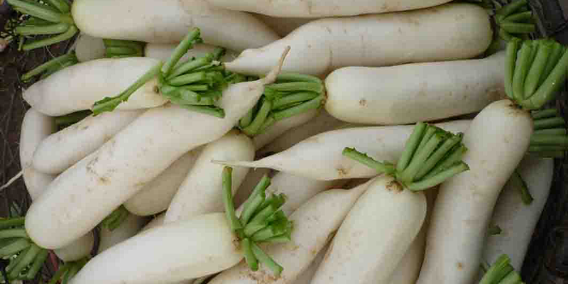 Củ cải trắng chứa độc tố furocoumarins. Chất độc này thường cao nhất trong lớp vỏ, có thể gây đau dạ dày hoặc phản ứng rát bỏng trên da khi tiếp xúc