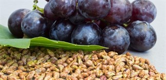 Ăn nho lỡ ăn luôn hạt có sao không?