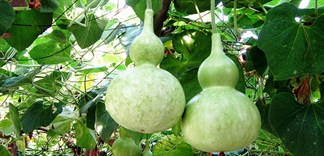 Bạn đã biết những công dụng tuyệt vời của quả bầu hay chưa?