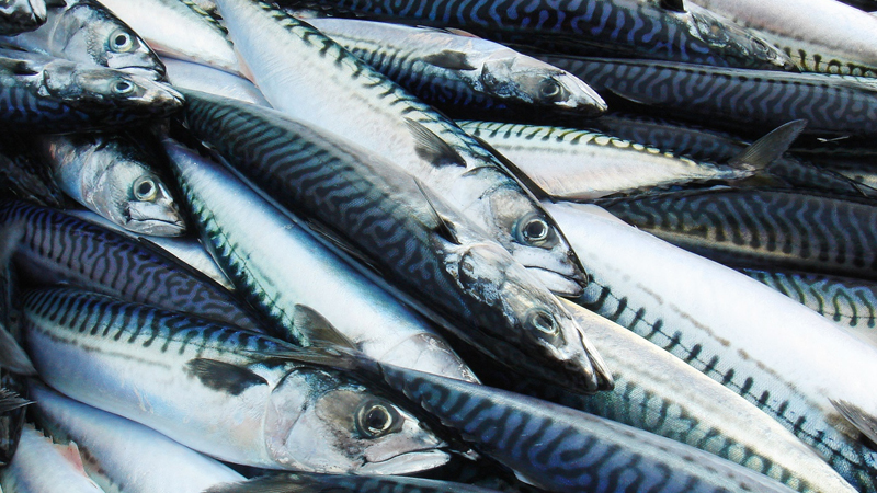 Cá nục: 4 lợi ích của cá nục biển và các món ngon được làm