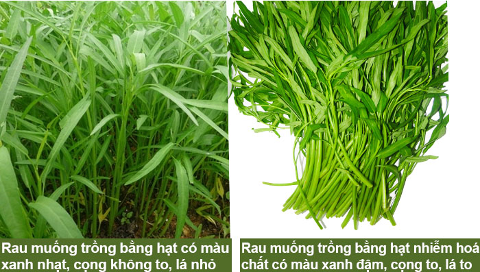 Phân biệt rau muống trồng dưới nước sạch và nhiễm hoá chất