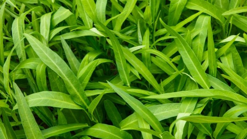 Nutritional value of water spinach