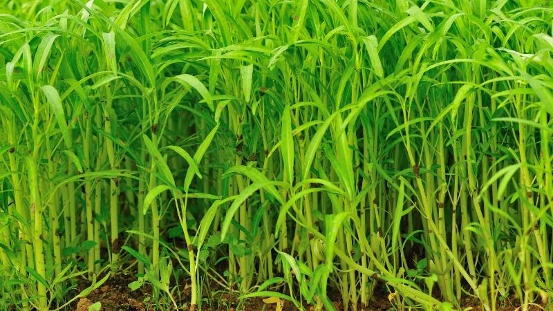 Water spinach watered with a lot of pesticides will have larger stems, leaves, and longer than normal ones