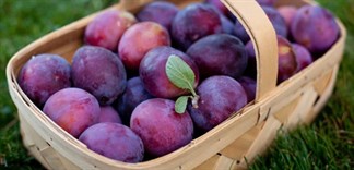 7 công dụng của quả mận Bắc mà ít người biết đến