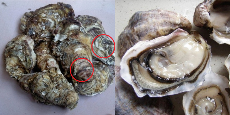 Chọn hàu tươi ngon Chọn hàu tươi ngon