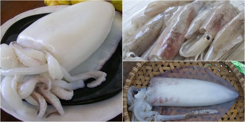 Choosing the appropriate type of squid for each dish