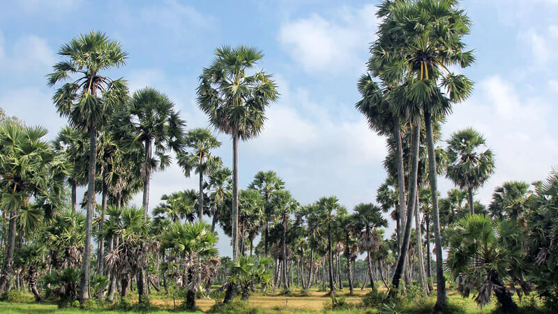 Cây thốt nốt