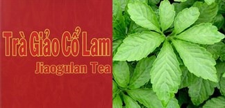 Những công dụng tuyệt vời của giảo cổ lam