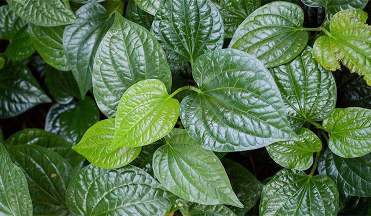 Những công dụng không thể bỏ qua từ lá lốt