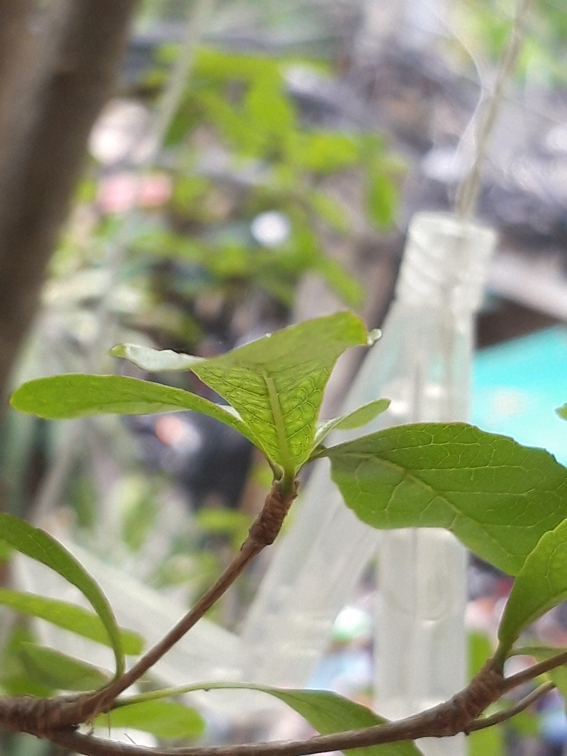 Đánh giá Galaxy A6