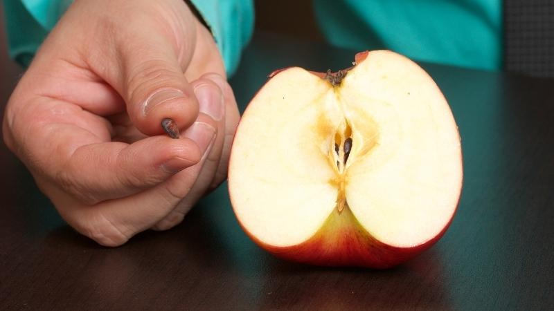 Quả táo có một bộ phận cực độc mà không phải ai cũng biết để loại bỏ