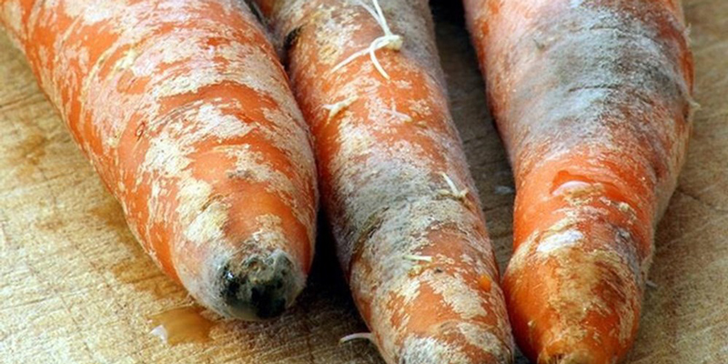 Các loại rau củ như cà rốt, su hào bạn có thể cắt chỗ mốc rồi ăn bình thường.