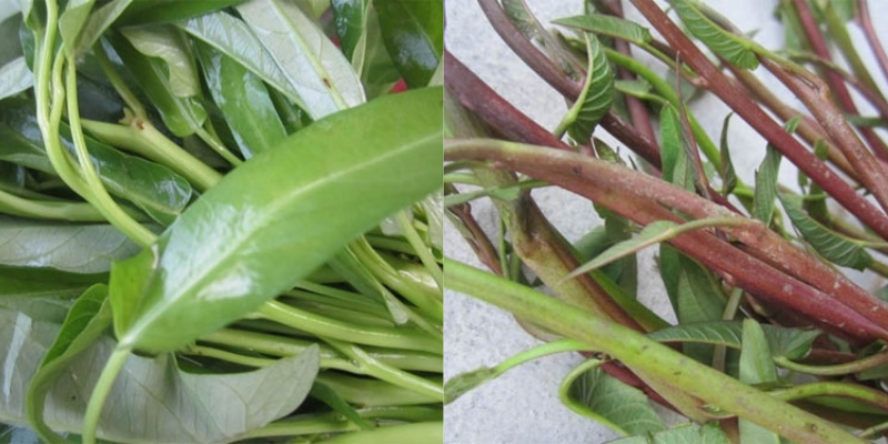 Phân loại rau muống Phân loại rau muống
