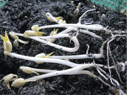 Growing mung bean sprouts using kitchen ash