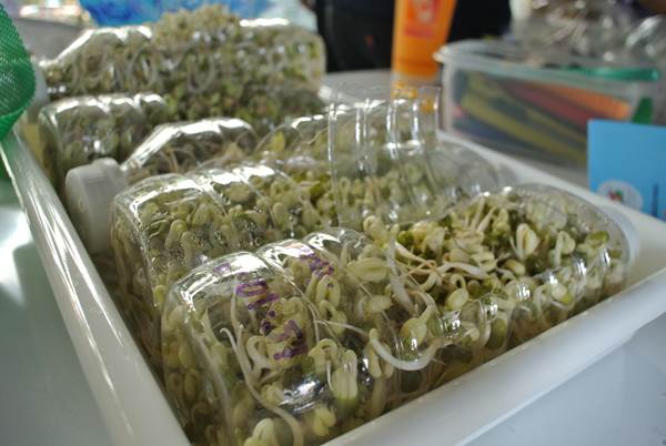 Planting mung bean sprouts using plastic bottles
