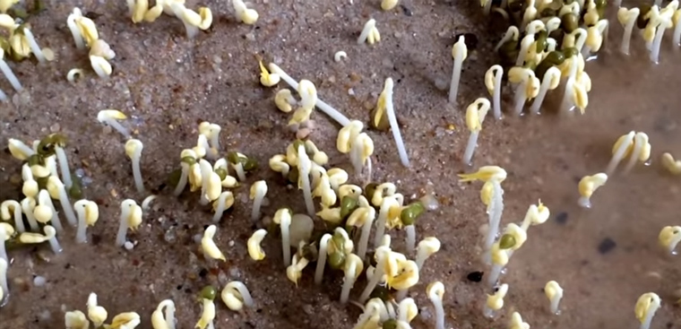 Growing mung bean sprouts using foam boxes