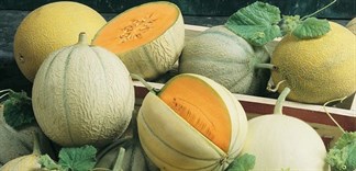 Phân biệt và công dụng 6 loại dưa phổ biến