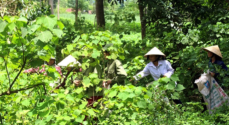 Người dân đi hái lá thuốc vào ngày Tết Đoan Ngọ