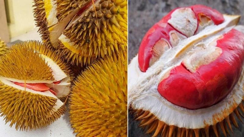 Distinctive features of red-fleshed durian