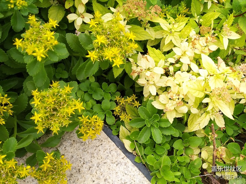 Samsung Galaxy A9 Star