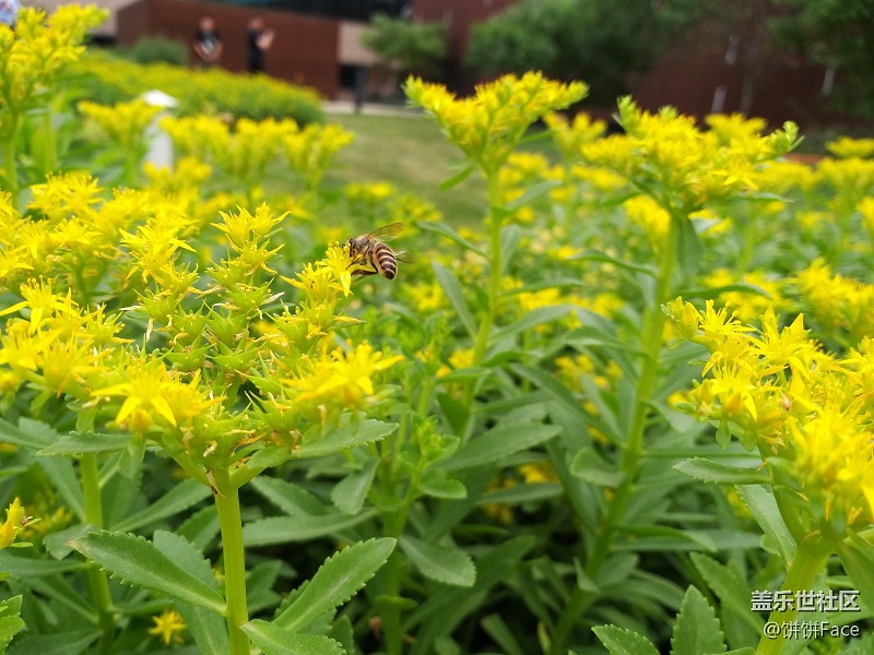 Samsung Galaxy A9 Star