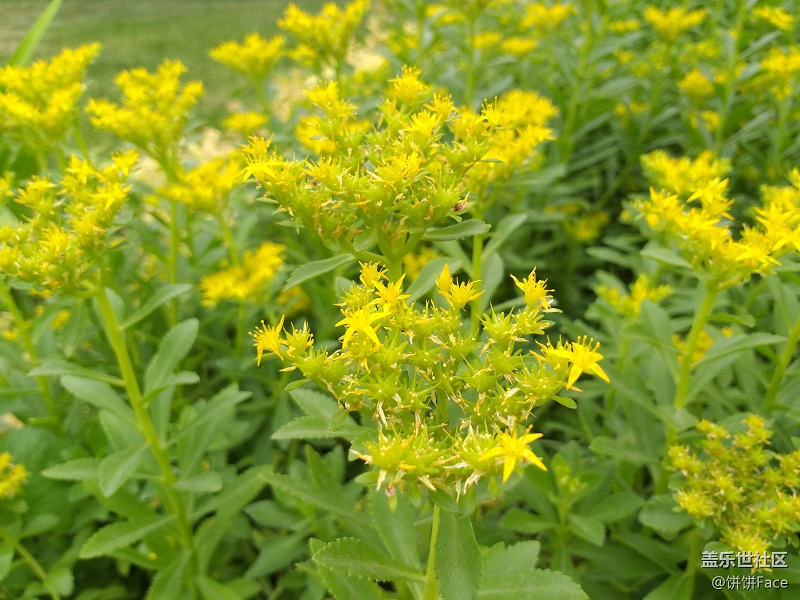 Samsung Galaxy A9 Star Lite