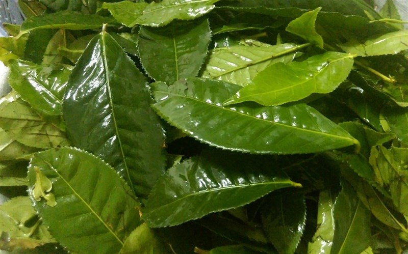 Nấu là trà xanh với nước và đường
